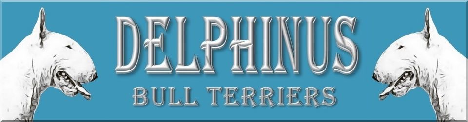 DELPHINUS BULL TERRIERS