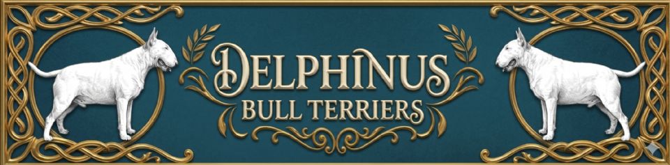 DELPHINUS BULL TERRIERS